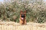 BERGER ALLEMAND 358